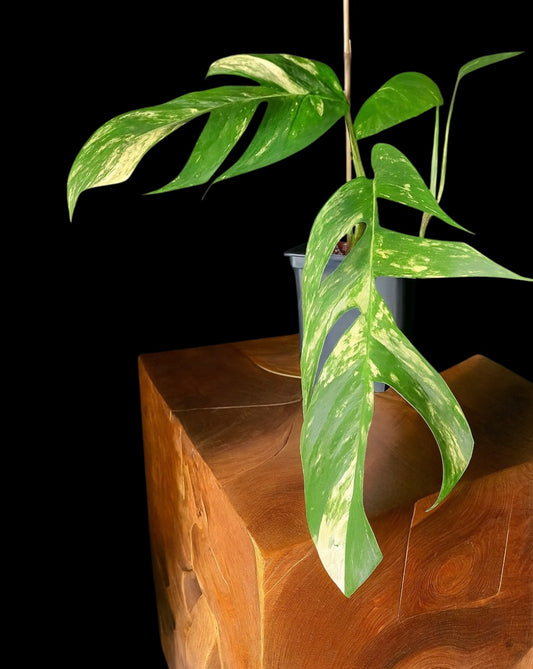 Potted plant with large green leaves  and yellow variegation on a wooden surface against a black background