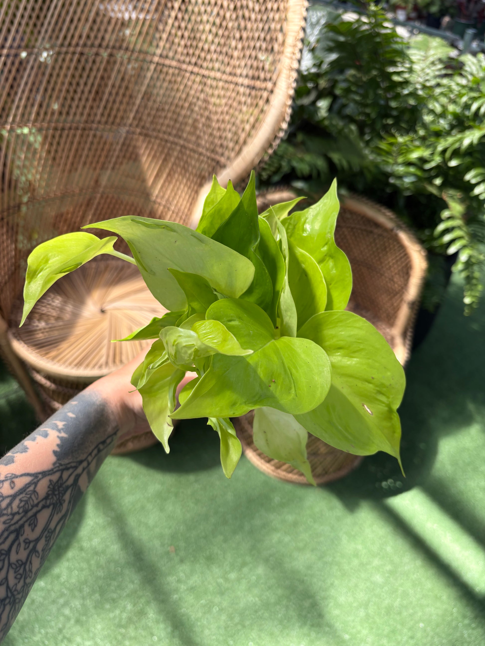 Epipremnum aureum 'Champs-Élysées' plant with blurred background