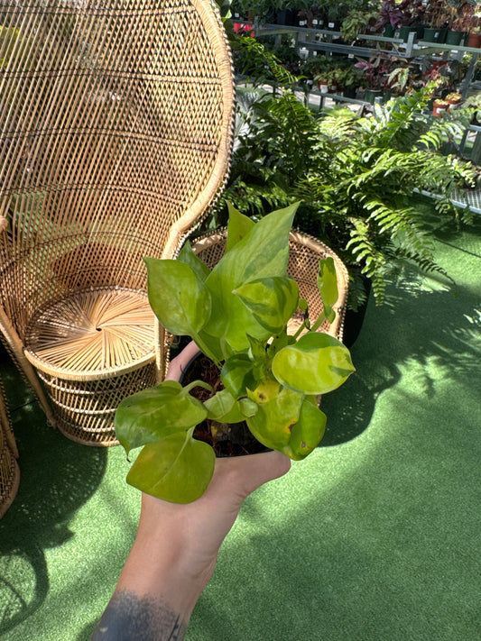 person holding a Epipremnum aureum ‘Neon Joy’ plant infant of wicker chairs