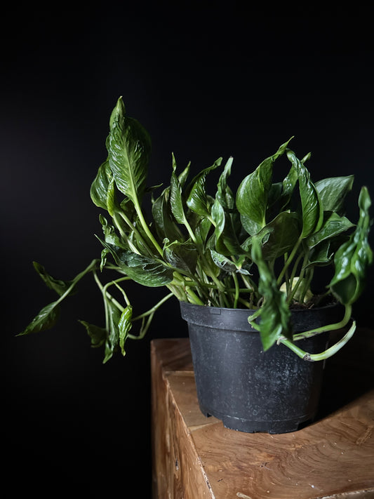 Green leafy Epipremnum aureum ‘Shangri-La’ plant in a black pot on a dark background