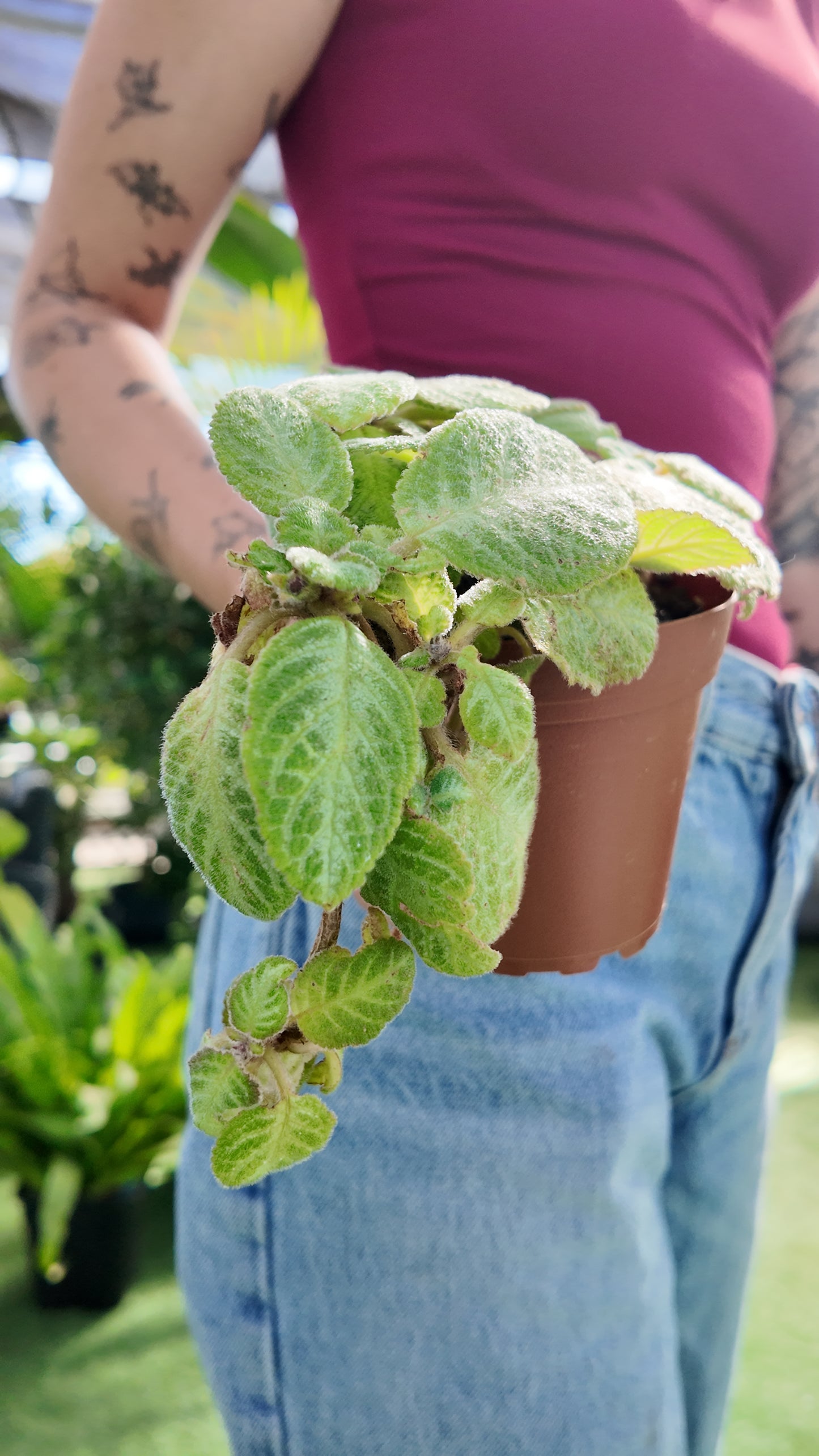 Person holding a potted Episcia cupreata ‘Silver’ plant with a blurred background