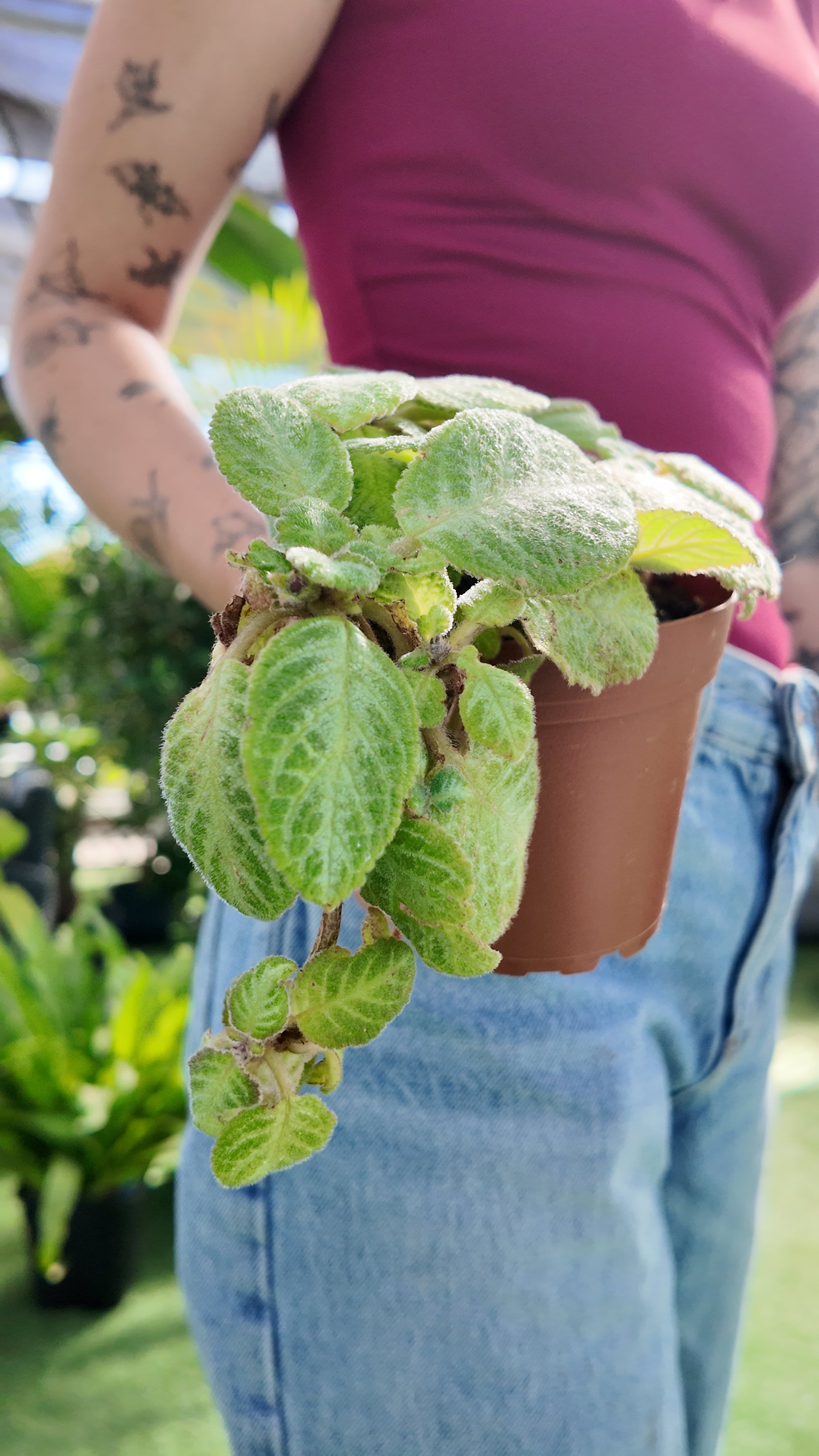 Person holding a potted Episcia cupreata ‘Silver’ plant with a blurred background