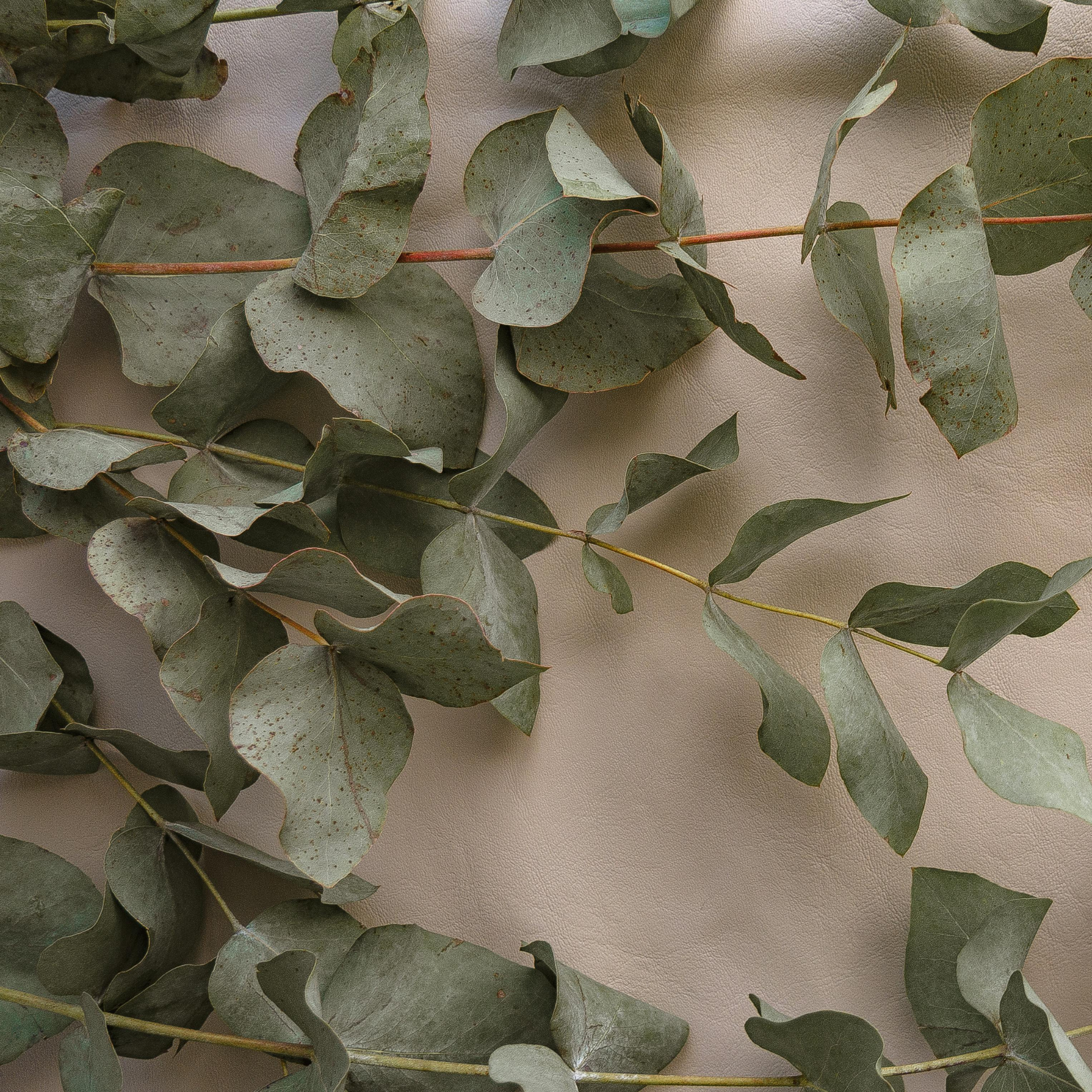 many stems of pale green eucalyptus on a beige background