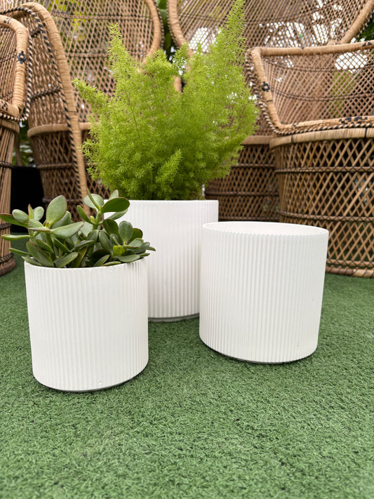 three Evelyn White Fluted Pots with plants in them in front of blurred background on grass like surface