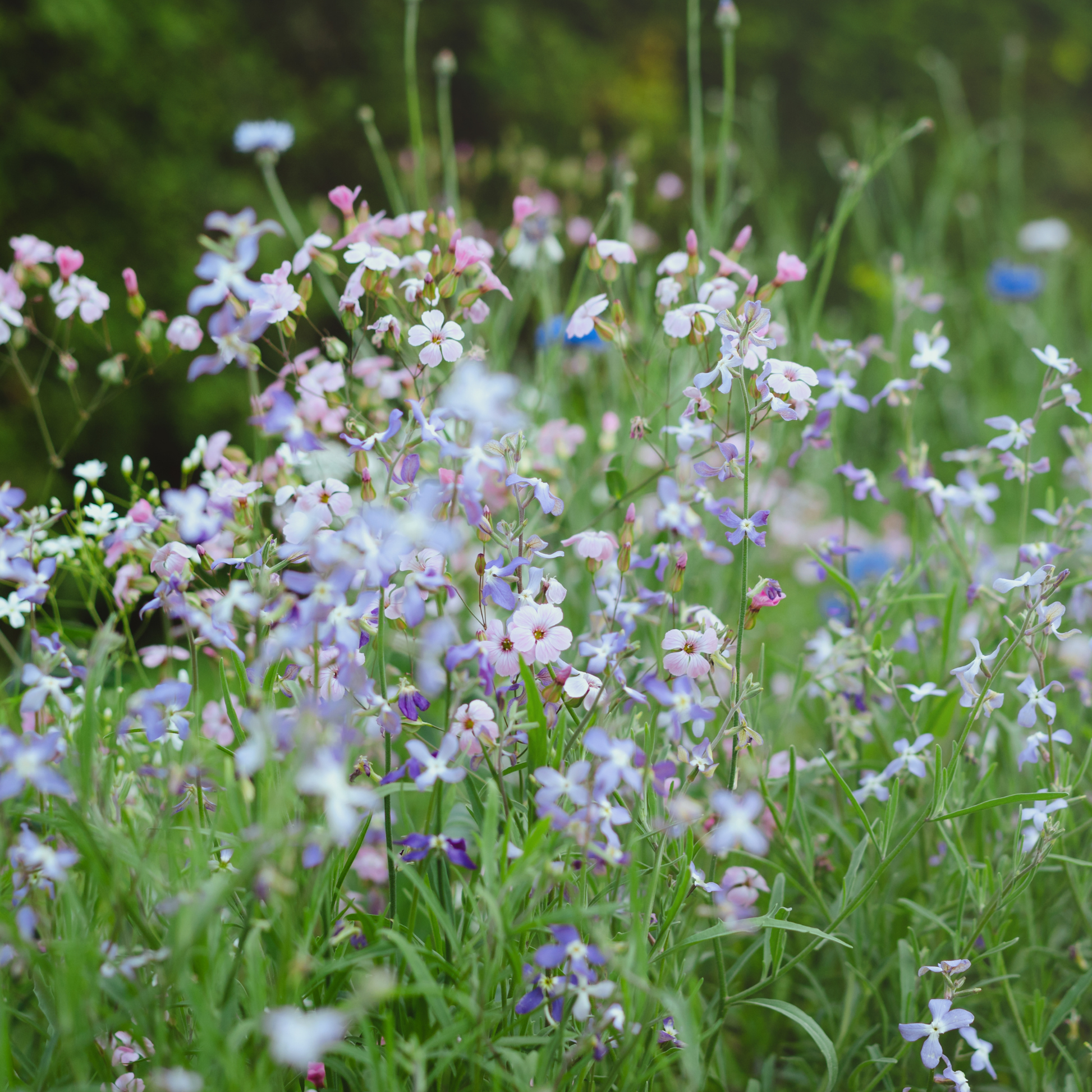 A close-up view of a wildflower meadow filled with small light purple, pink, and white evening scented stock flowers among tall green grasses, with a softly blurred green background.