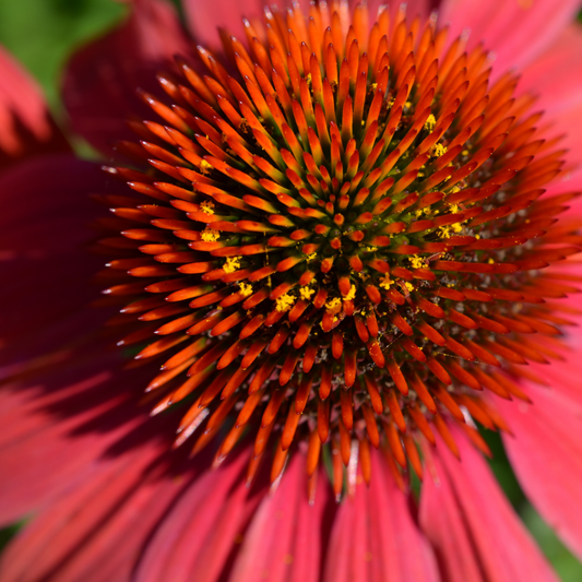 a super close up of the brightly coloured centre of an eye-catcher tanager coneflower with red petals in the background and the textured orange and yellow centre in the foreground in an outdoor setting