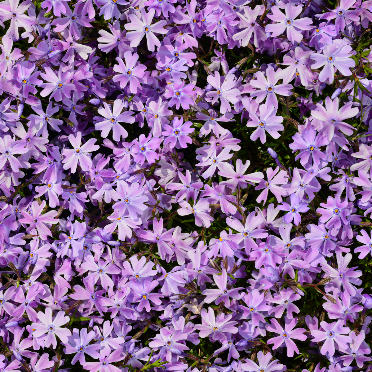 an overhead view of numerous bright purple eye candy moss phlox flowers with yellow centres covering the entire screen