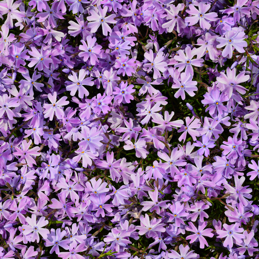 an overhead view of numerous bright purple eye candy moss phlox flowers with yellow centres covering the entire screen