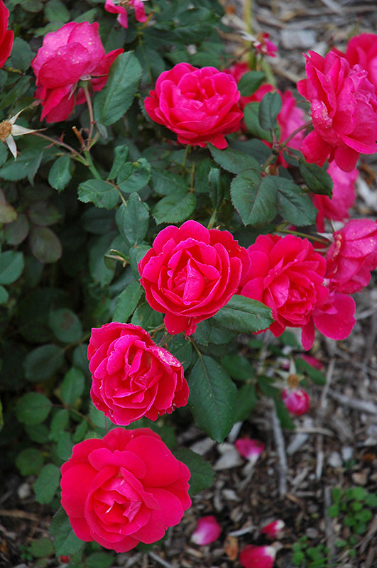 Winnipeg Parks Parkland Rose (Pink)