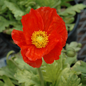 Spring Fever Orange Iceland Poppy