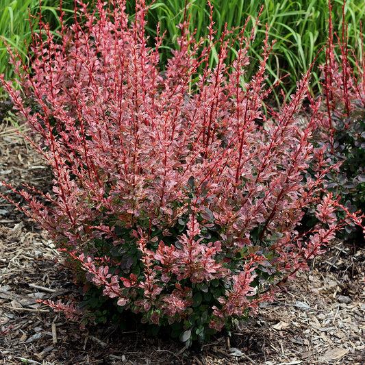 Épine-vinette Rose Glow