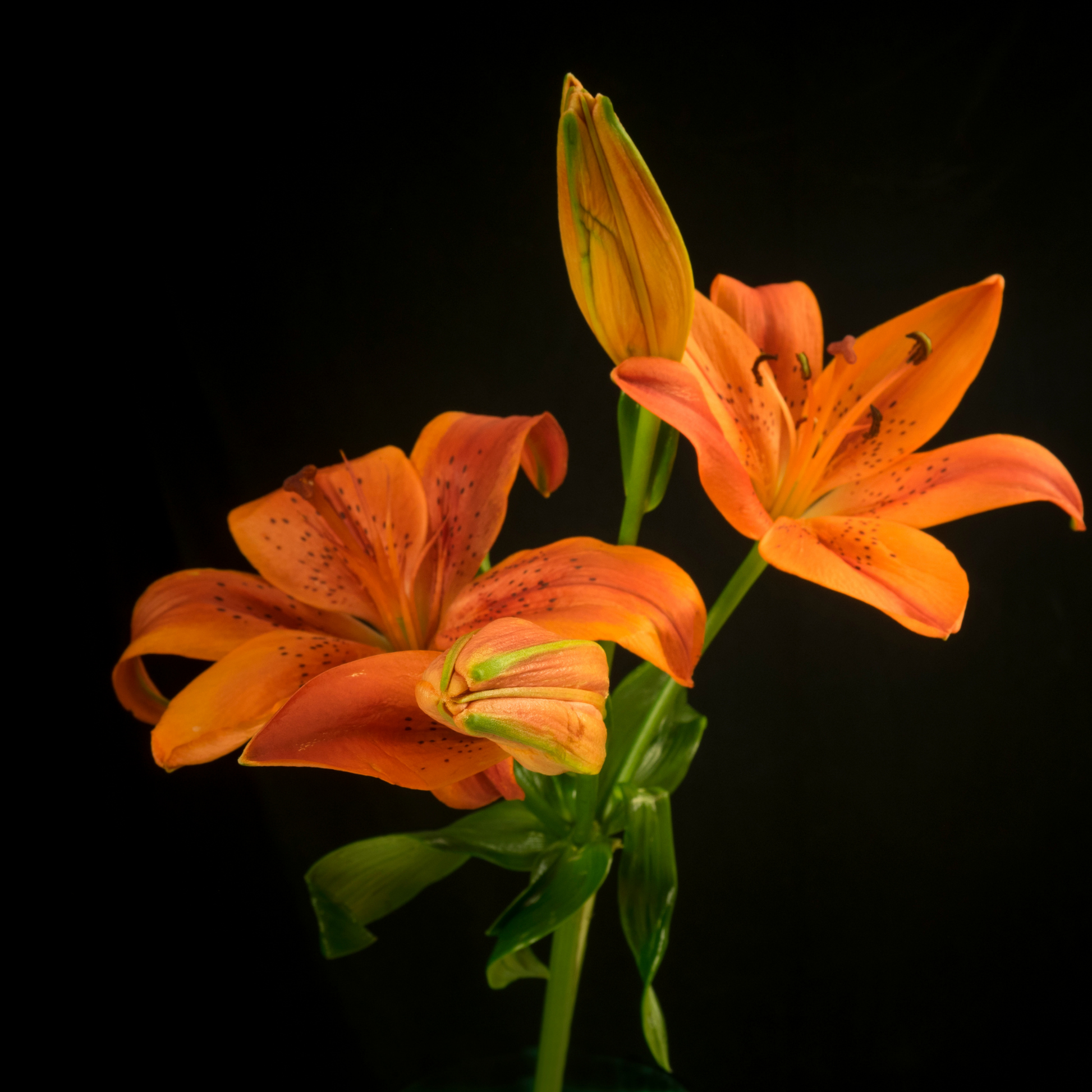 Two bright orange fantasiatic orange asiatic lilies with green stems and leaves, one fully bloomed and the other as a closed bud, set against a solid black background.
