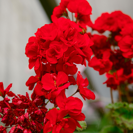 many clusters of bright red fantasia scarlet geranium flowers in an outdoor garden setting