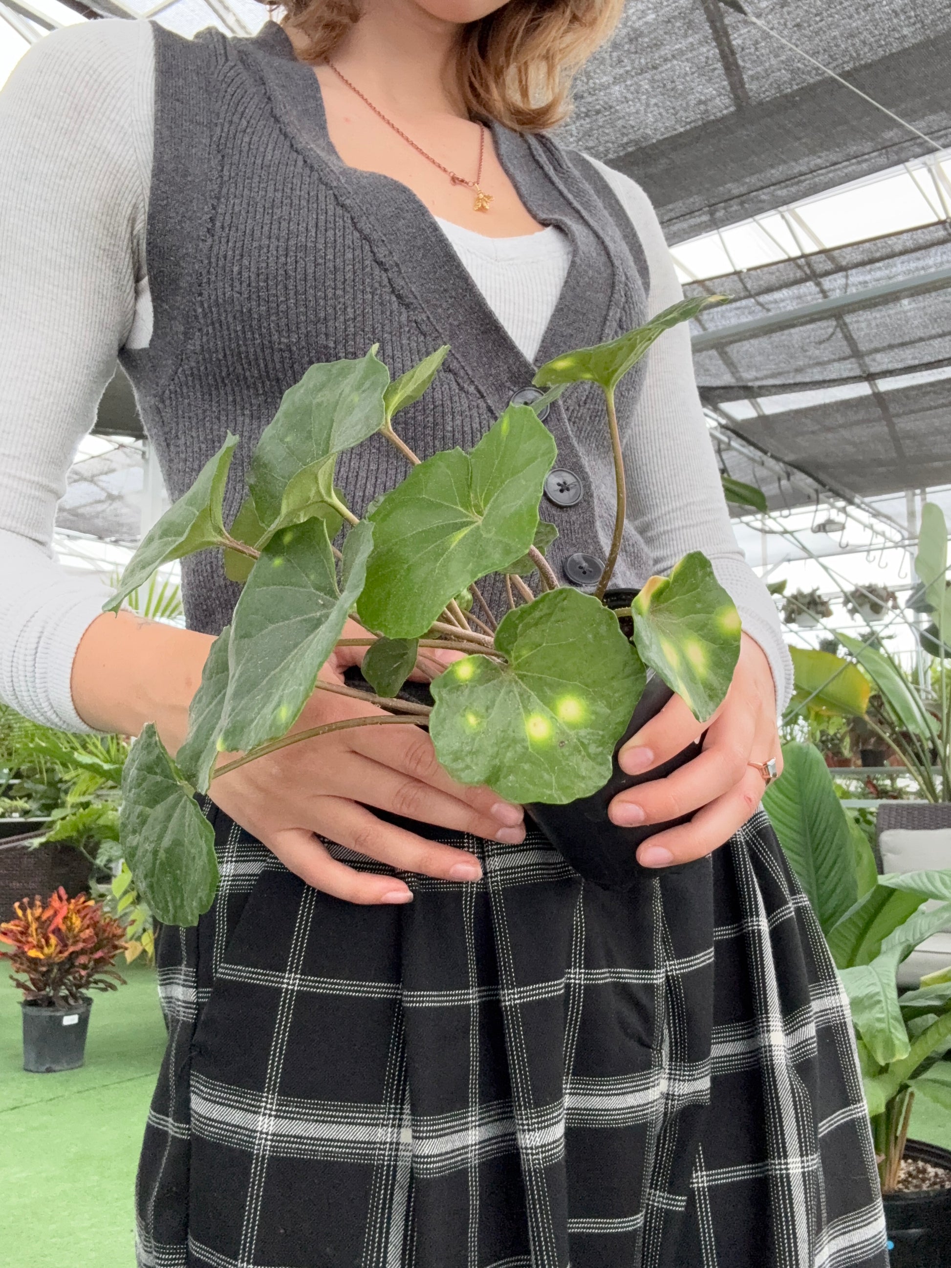 Person holding a Farfugium Firefly plant with a blurred background