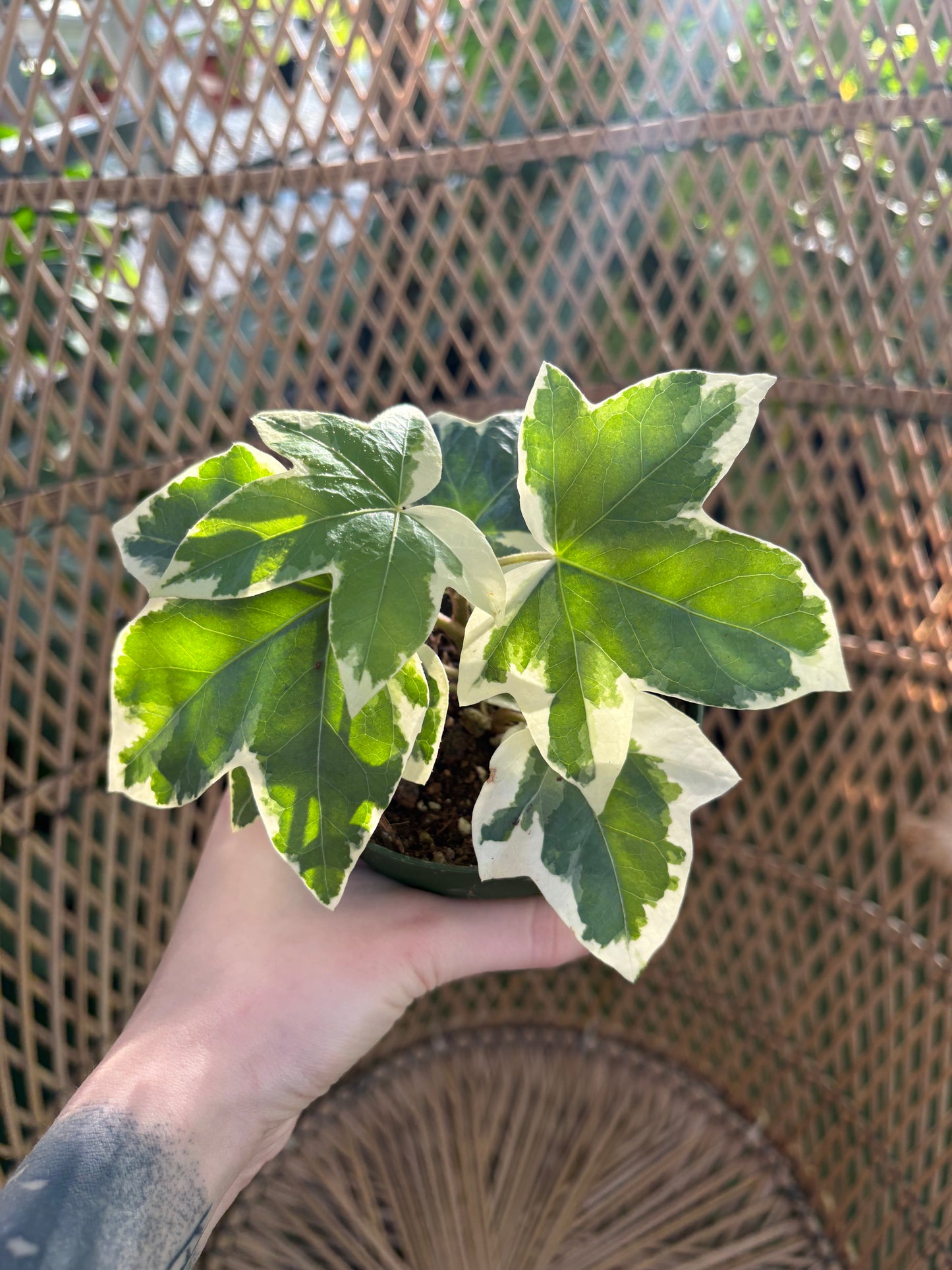 hand holding a variegated ivy like plant infront of a wicker surface