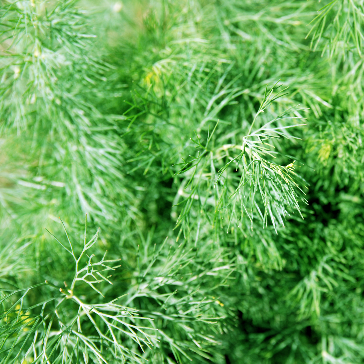 a close up of bright green fern leaf dill with thin herb leaves in an outdoor setting