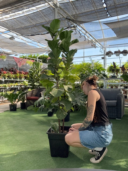 a person crouched down looking at a potted Ficus-Fiddle Leaf Fig plant in a greenhouse setting