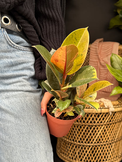 person holding a Ficus ‘Moonshine’ plant with wicker chair in the background