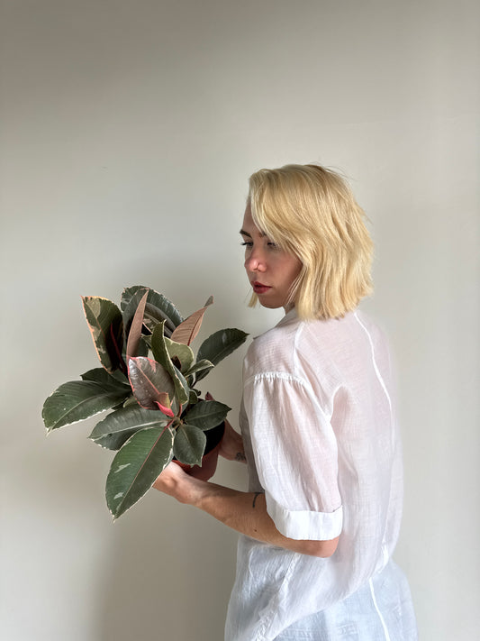 Woman holding a Ficus Rubber Tineke Plant plant against a plain background