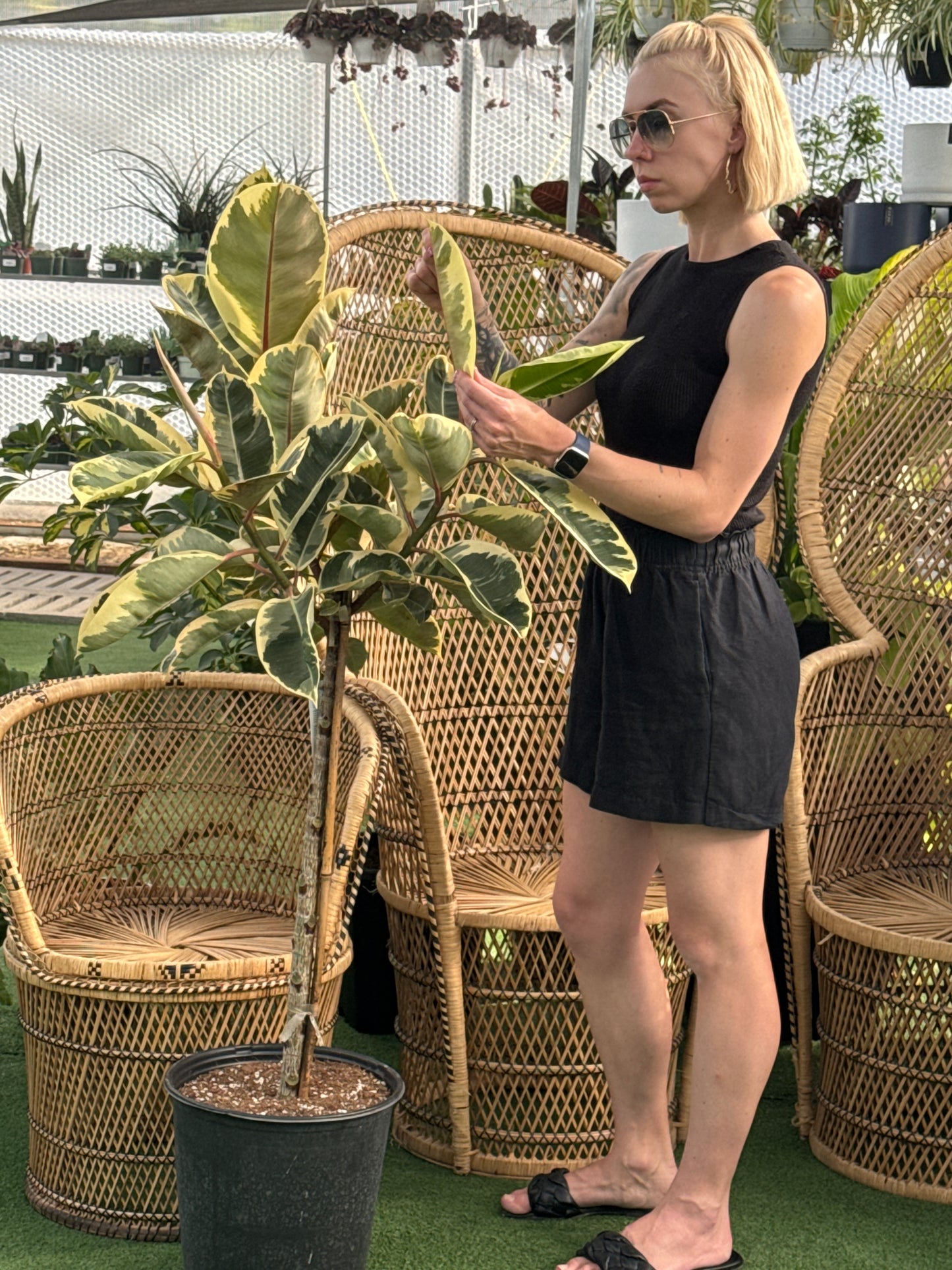 a person looking at a large Ficus Rubber Tineke Plant with wicker chairs in the background
