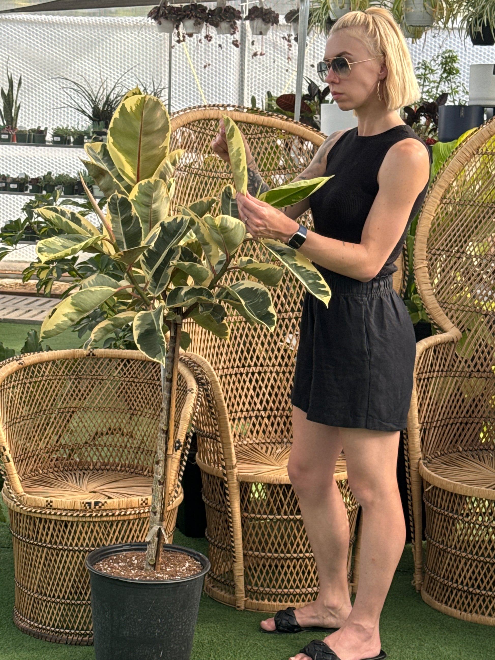 a person looking at a large Ficus Rubber Tineke Plant with wicker chairs in the background
