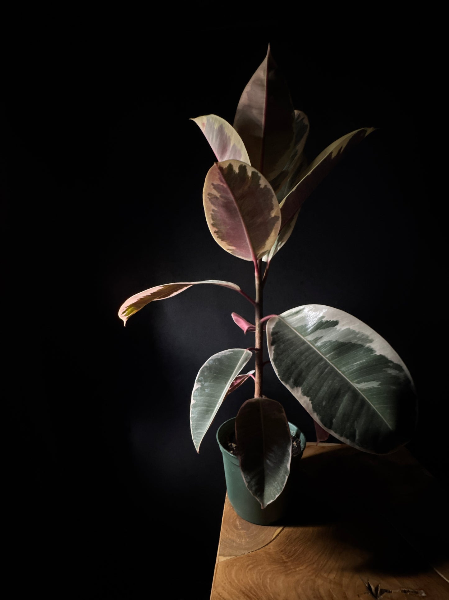 Ficus Rubber Tineke Plant on black background