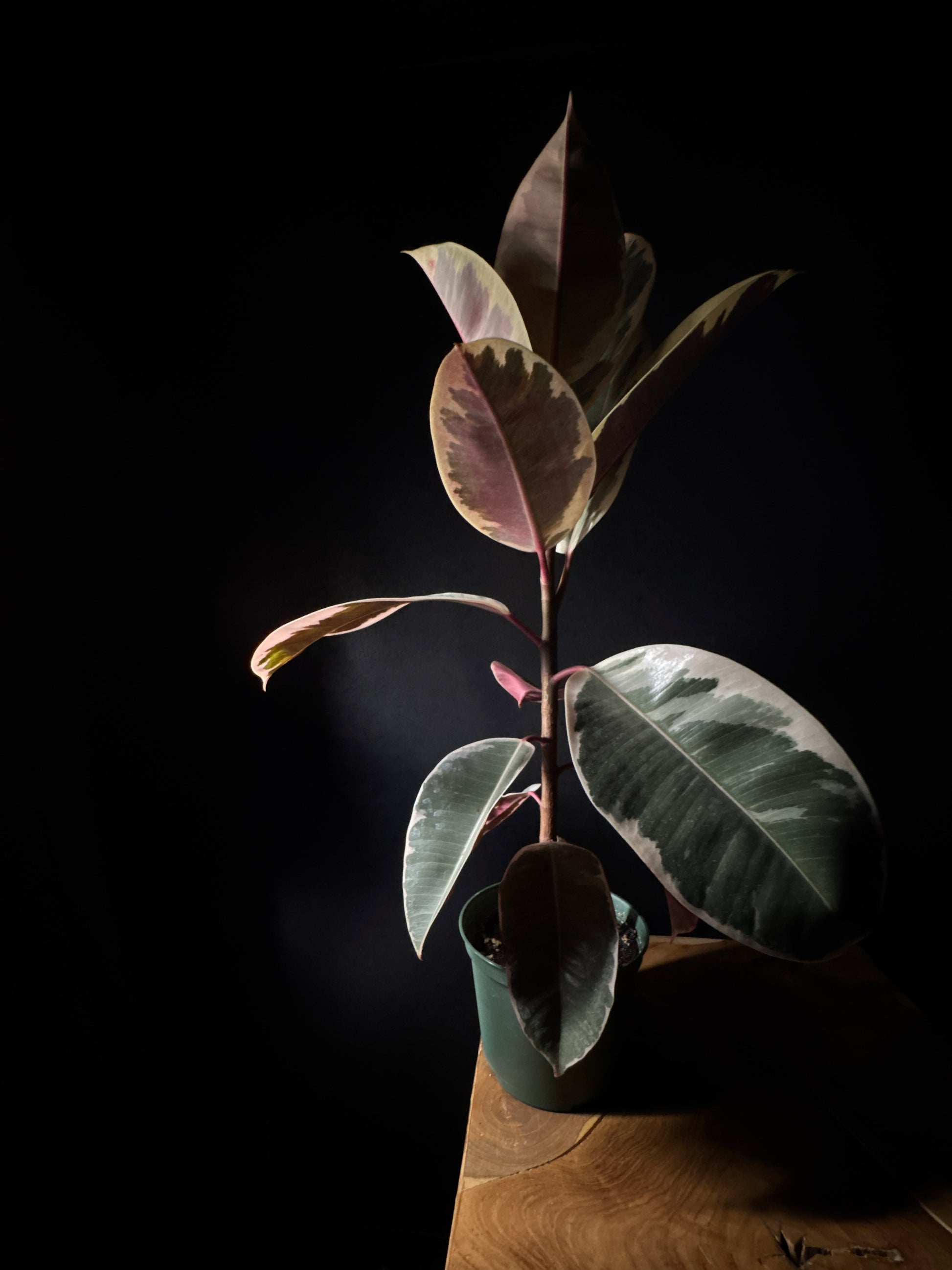 Ficus Rubber Tineke Plant on black background