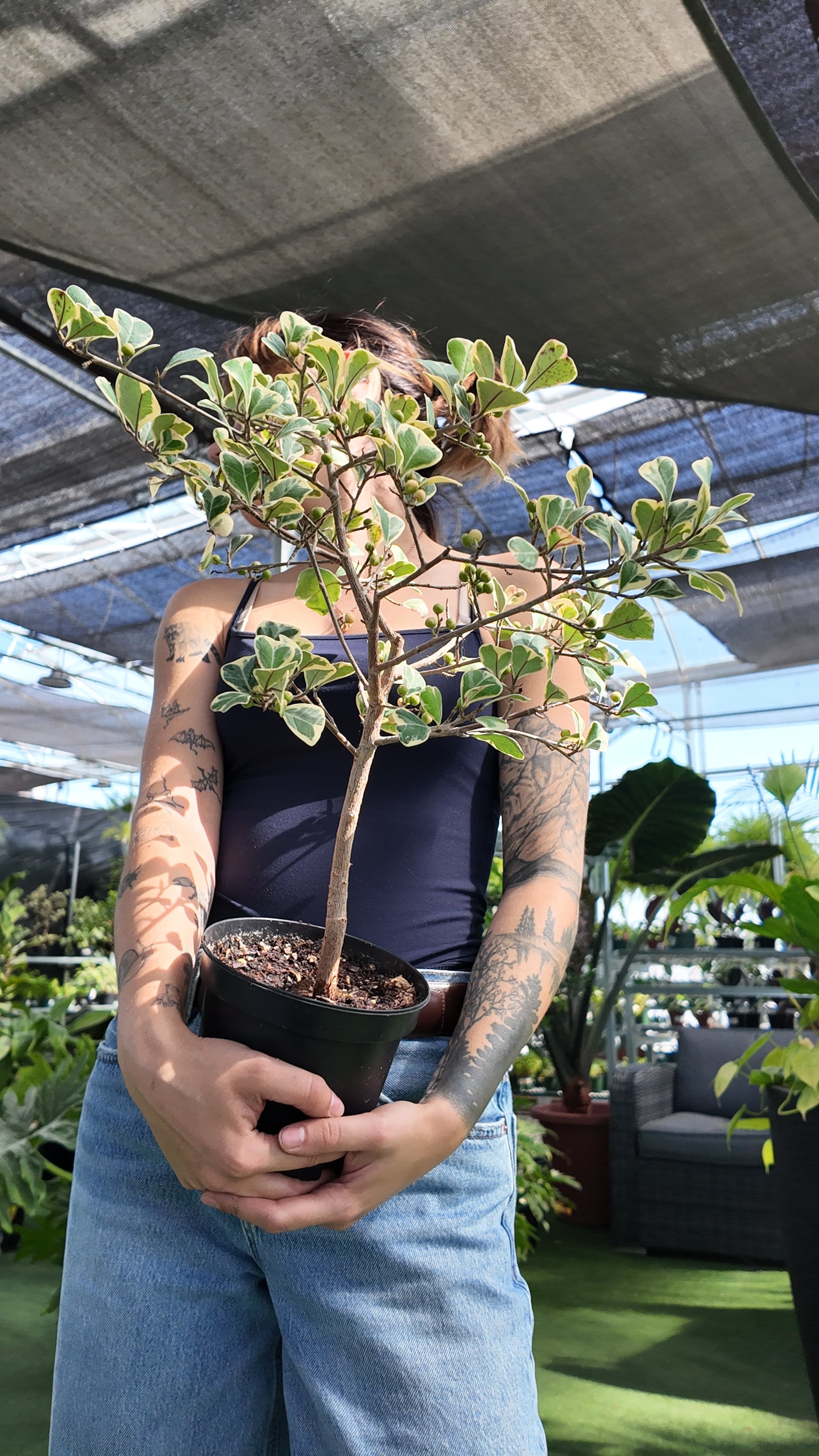 Person holding a potted Ficus Triangularis Variegata plant in a greenhouse setting