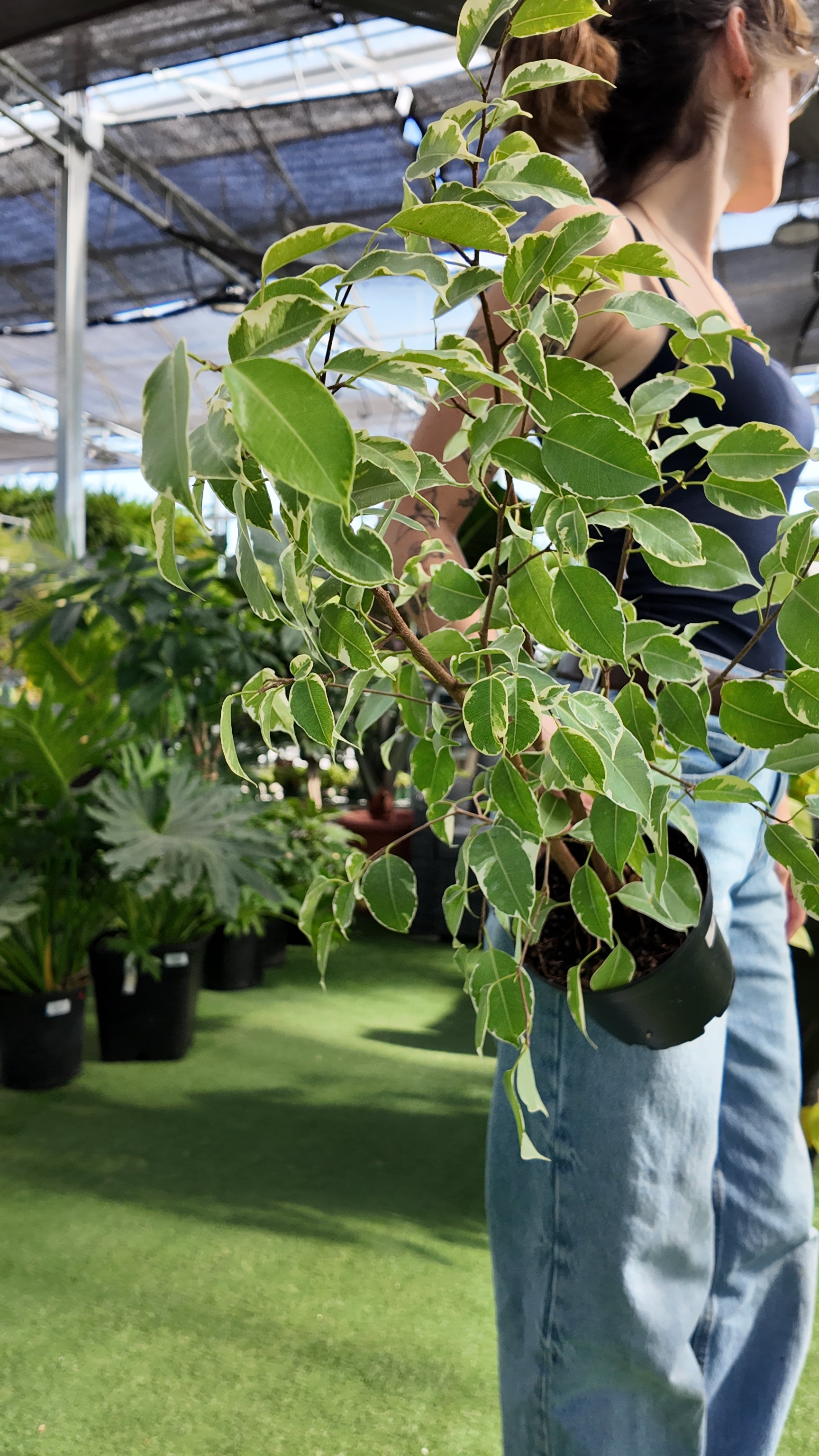 Person holding a potted Ficus benjamina 'Variegated' plant in a greenhouse setting
