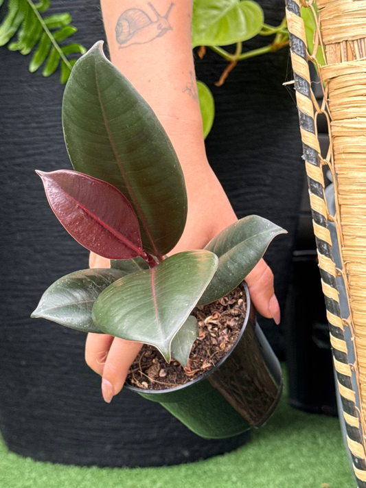 Hand holding a potted ficus decora plant with a blurred background