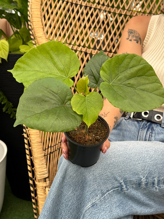 Person holding a potted Ficus umbellata plant with large green leaves in an outdoor setting.