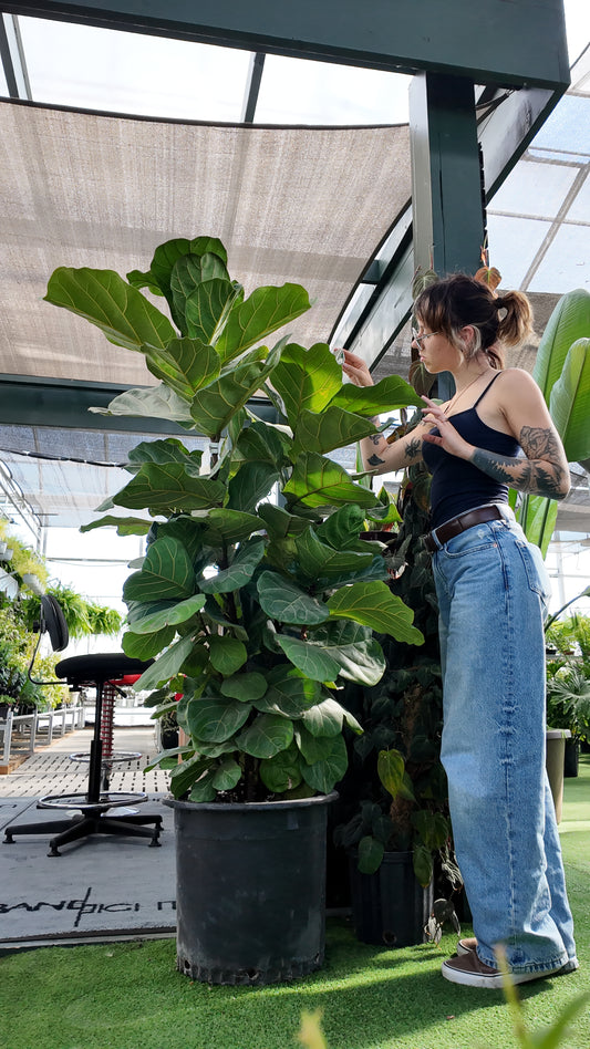 Person interacting with a large potted fiddle leaf fig plant in an indoor setting