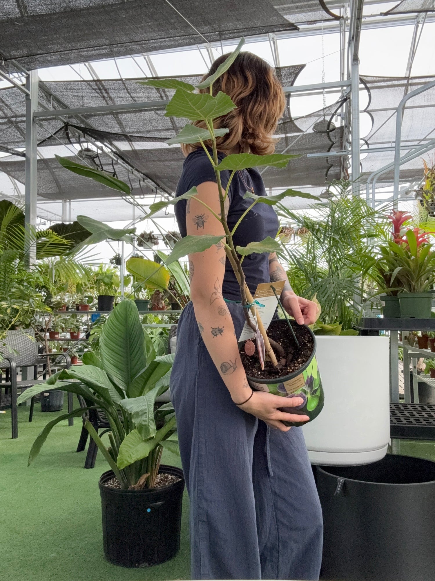 a person holding a potted Fig Tree in a greenhouse setting