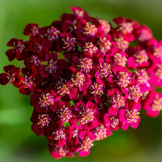 A close-up of a cluster of deep magenta-pink firefly red pop yarrow flowers with yellow centers, set against a soft, blurred green background.