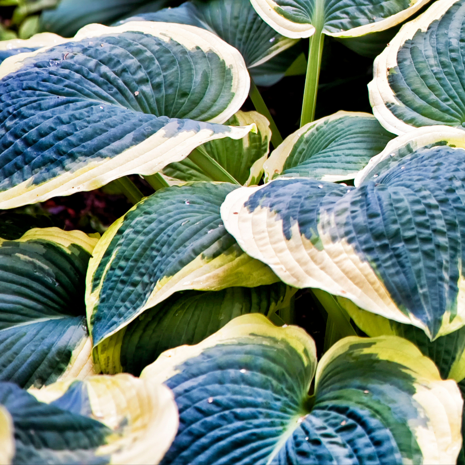 a close up of dark green ruffled leaves with much lighter edges of a first frost hosta outdoor plant