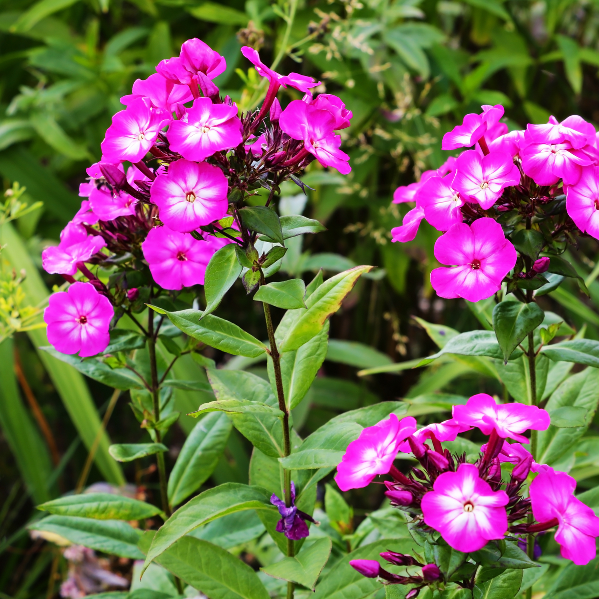 multiple stems of bright pink flame pro purple tall garden phlox flowers with lighter colours going towards the yellow centres with green leaves in an outdoor garden setting