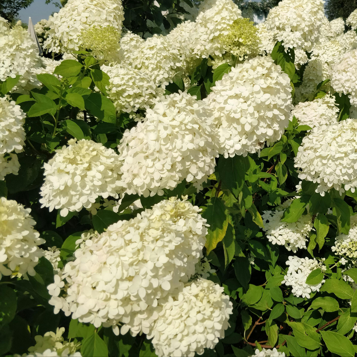 many white flower full hydrangea flowers on a leaf plant in an outdoor setting