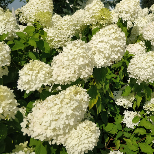 many white flower full hydrangea flowers on a leaf plant in an outdoor setting