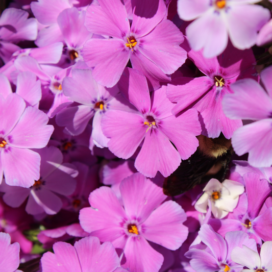 a close up of many bright pink fort hill moss fox flowers with yellow centres