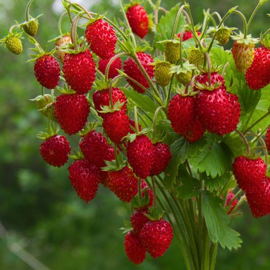 bright red fort Laramie overbearing strawberries growing on green leafy stems with a green background