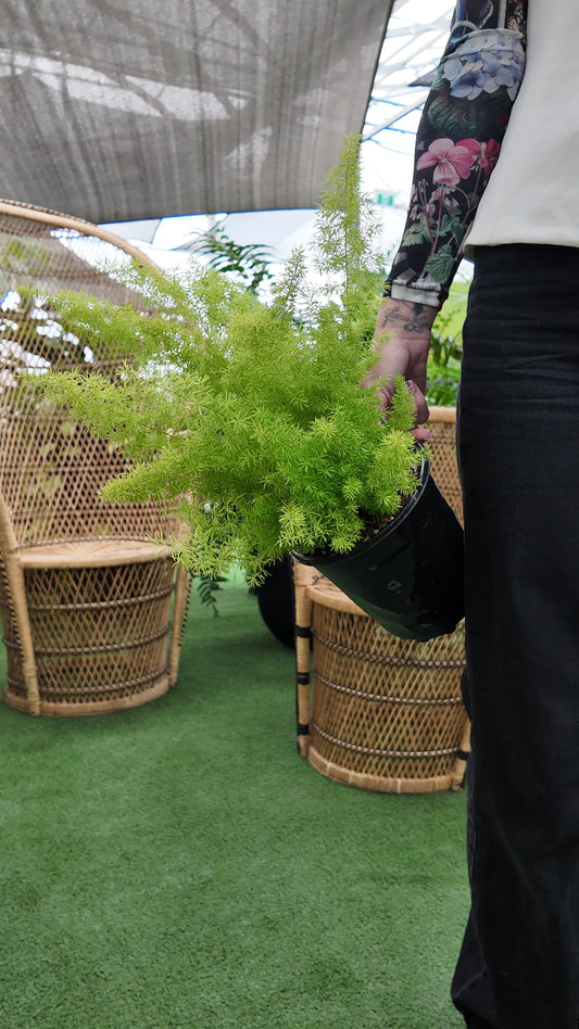 a person holding a potted foxtail fern plant in a green house setting with a blurred background