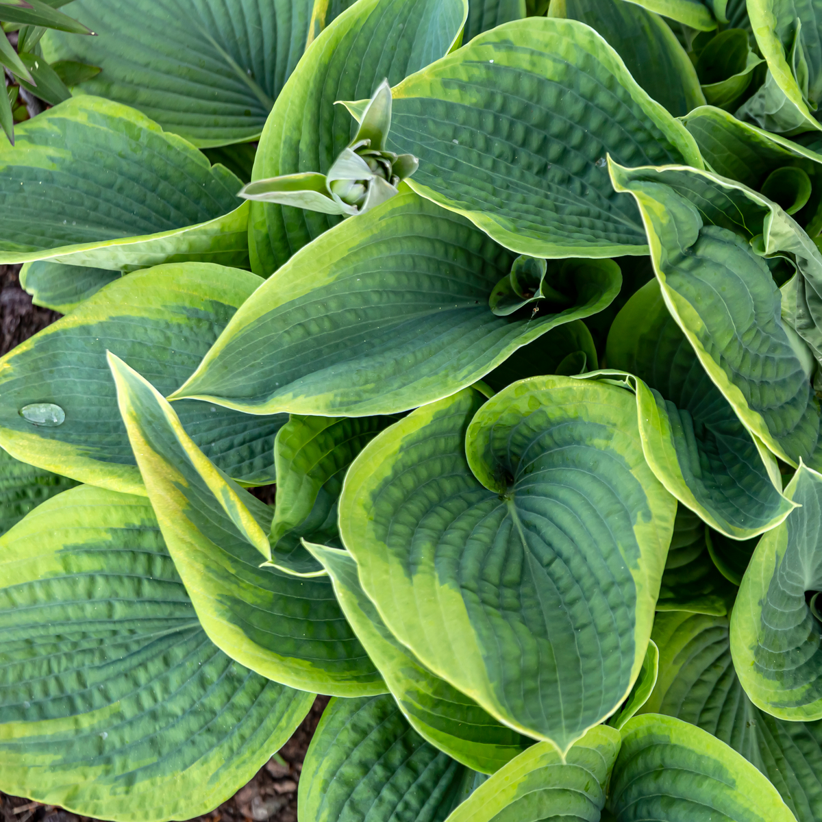 an overhead view of dark green leaves of a Frances Williams hosts with a lighter green edges in an outdoor garden setting