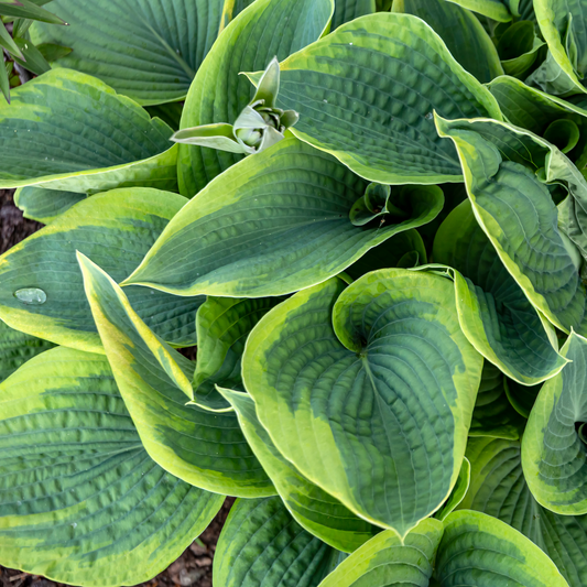 an overhead view of dark green leaves of a Frances Williams hosts with a lighter green edges in an outdoor garden setting