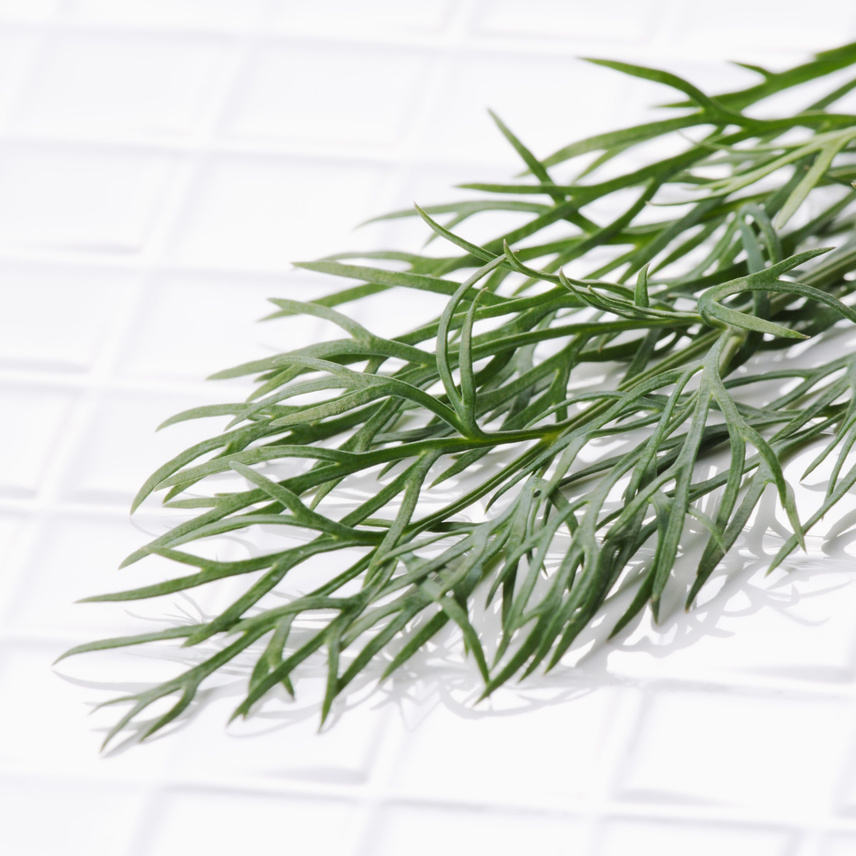 a sprig of deep green French tarragon with thin pointed foliage laying on a plain white surface