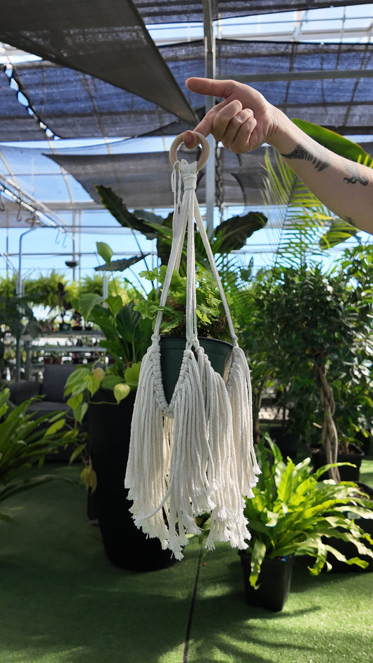 Hand holding a white macrame plant hanger with plants in the background