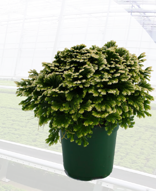 Potted Frosty Fern plant on a windowsill with a blurred background