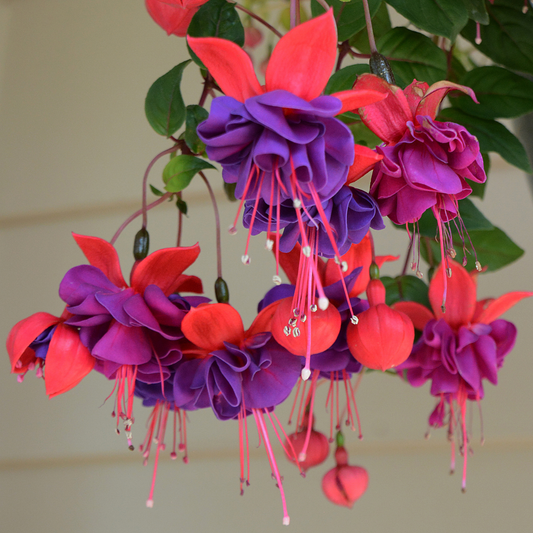 a close up of the bright purple and fuchsia flowers of a hanging fuchsia plant with green leaves