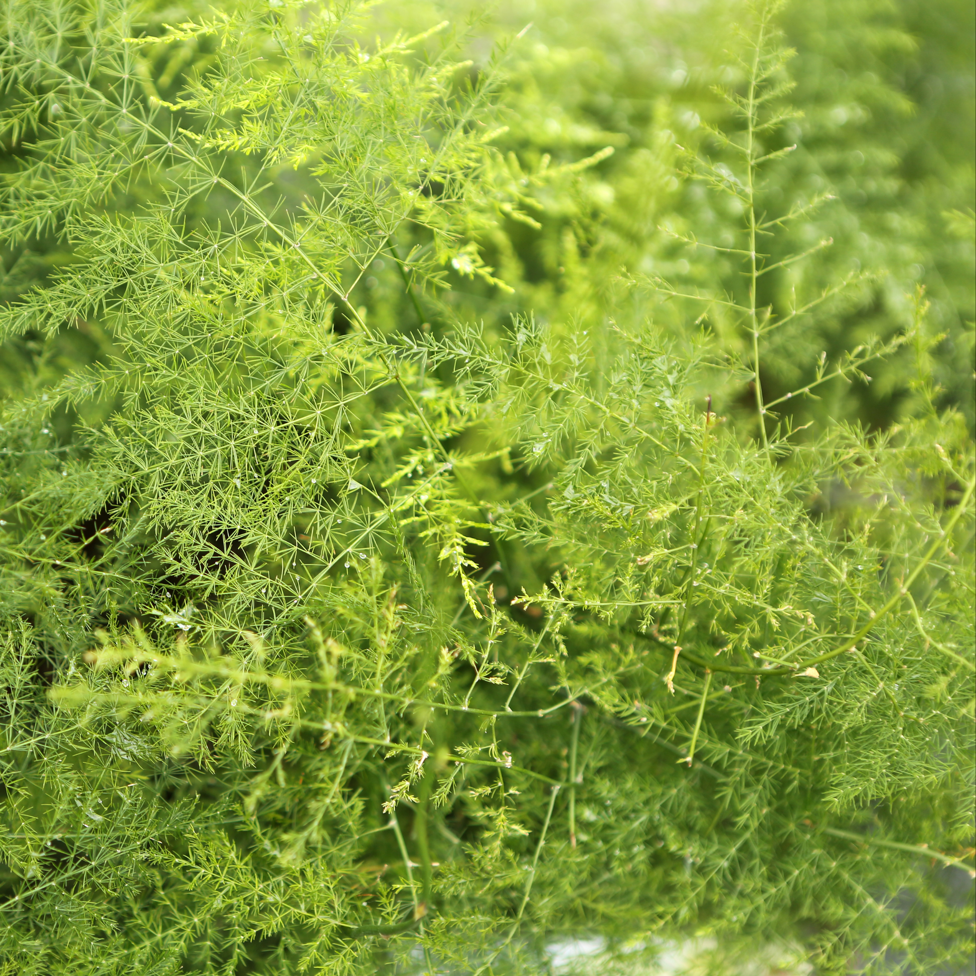 a close up of a fuzzy fern frizz asparagus fern with delicate looking leaves in an outdoor setting