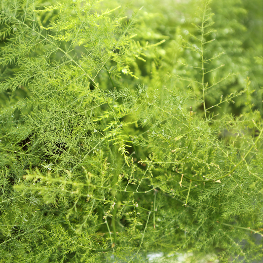 a close up of a fuzzy fern frizz asparagus fern with delicate looking leaves in an outdoor setting