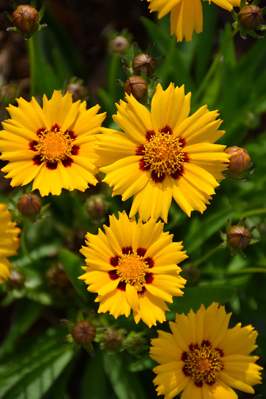 Sunfire Tickseed